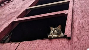 Illustration : À Montréal, une exposition rend hommage aux chats qui ont marqué la ville à travers les époques