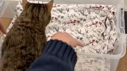 Illustration : Ces 2 sœurs ont transformé leur maison en nid douillet pour améliorer la vie d'une chatte gestante errante et en quête de sécurité (vidéo)