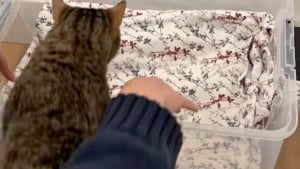 Illustration : Ces 2 sœurs ont transformé leur maison en nid douillet pour améliorer la vie d'une chatte gestante errante et en quête de sécurité (vidéo)