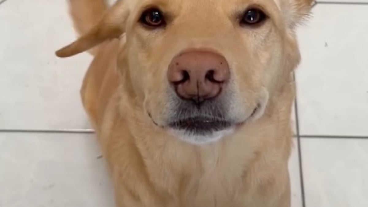 Illustration : "Un propriétaire met en scène son chien capable d’exercer de nombreux métiers habituellement réservés aux humains (vidéo)"