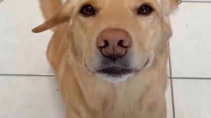 Illustration : Un propriétaire met en scène son chien capable d’exercer de nombreux métiers habituellement réservés aux humains (vidéo)