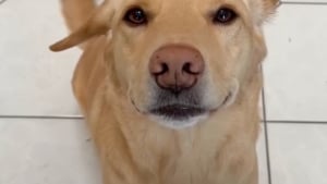 Illustration : Un propriétaire met en scène son chien capable d’exercer de nombreux métiers habituellement réservés aux humains (vidéo)