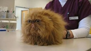 Illustration : 18 animaux de compagnie pour qui se rendre chez le vétérinaire est un véritable drame