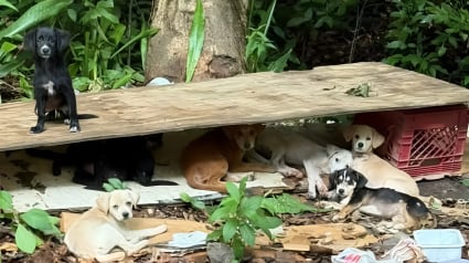 Illustration : "Je ne pouvais pas les laisser là", elle repère 10 chiots abandonnés au bord d'une route et décide de tous les sauver