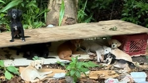 Illustration : "Je ne pouvais pas les laisser là", elle repère 10 chiots abandonnés au bord d'une route et décide de tous les sauver