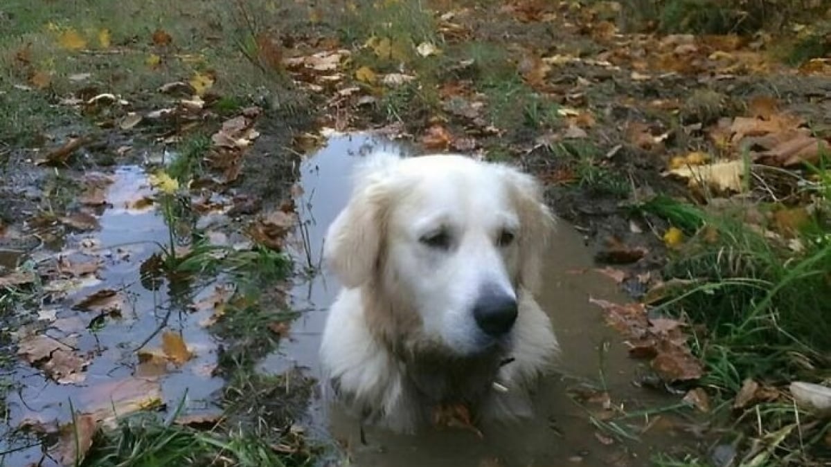 Illustration : "17 photos drôles de chiens et chats particulièrement espiègles"
