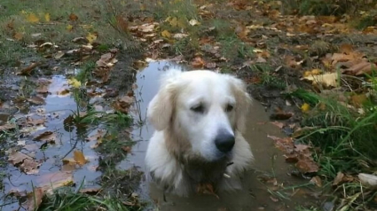 Illustration : 17 photos dr&ocirc;les de chiens et chats particuli&egrave;rement espi&egrave;gles