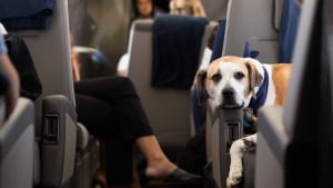 Illustration : L’Italie franchit le pas et autorise la présence de chiens de plus de 10 kilos en cabine dans les avions 