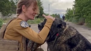 Illustration : "Équipée de son gilet pare-balles, cette femme prend tous les risques pour sauver un chien qui a perdu sa famille dans les bombardements "