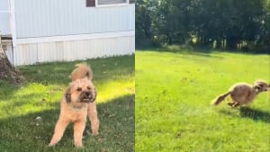 Illustration : Attaché à un arbre, un chien comprend qu’il est libre, car sa laisse s'est détachée et file aussitôt vivre sa meilleure vie (vidéo)