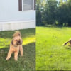 Illustration : Attaché à un arbre, un chien comprend qu’il est libre, car sa laisse s'est détachée et file aussitôt vivre sa meilleure vie (vidéo)