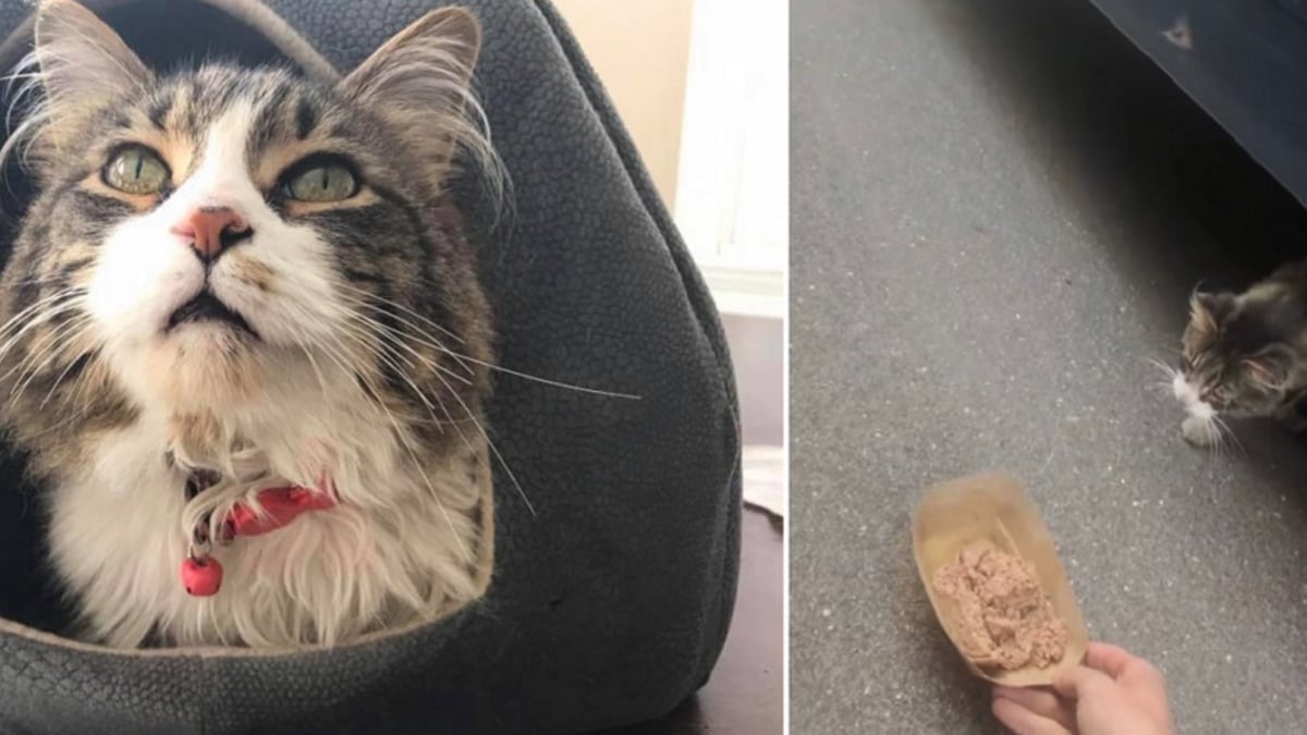 Illustration : "Ce chat de 16 ans surnommé « Monsieur Monde » cherche sa nouvelle maison après avoir vécu auprès de plusieurs propriétaires sur plusieurs continents "