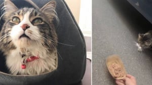 Illustration : Ce chat de 16 ans surnommé « Monsieur Monde » cherche sa nouvelle maison après avoir vécu auprès de plusieurs propriétaires sur plusieurs continents