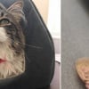 Illustration : Ce chat de 16 ans surnommé « Monsieur Monde » cherche sa nouvelle maison après avoir vécu auprès de plusieurs propriétaires sur plusieurs continents 