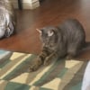 Illustration : "J'ai élevé un génie", un chat débrouillard et créatif invente son propre jeu à partir d'un simple élastique (vidéo)