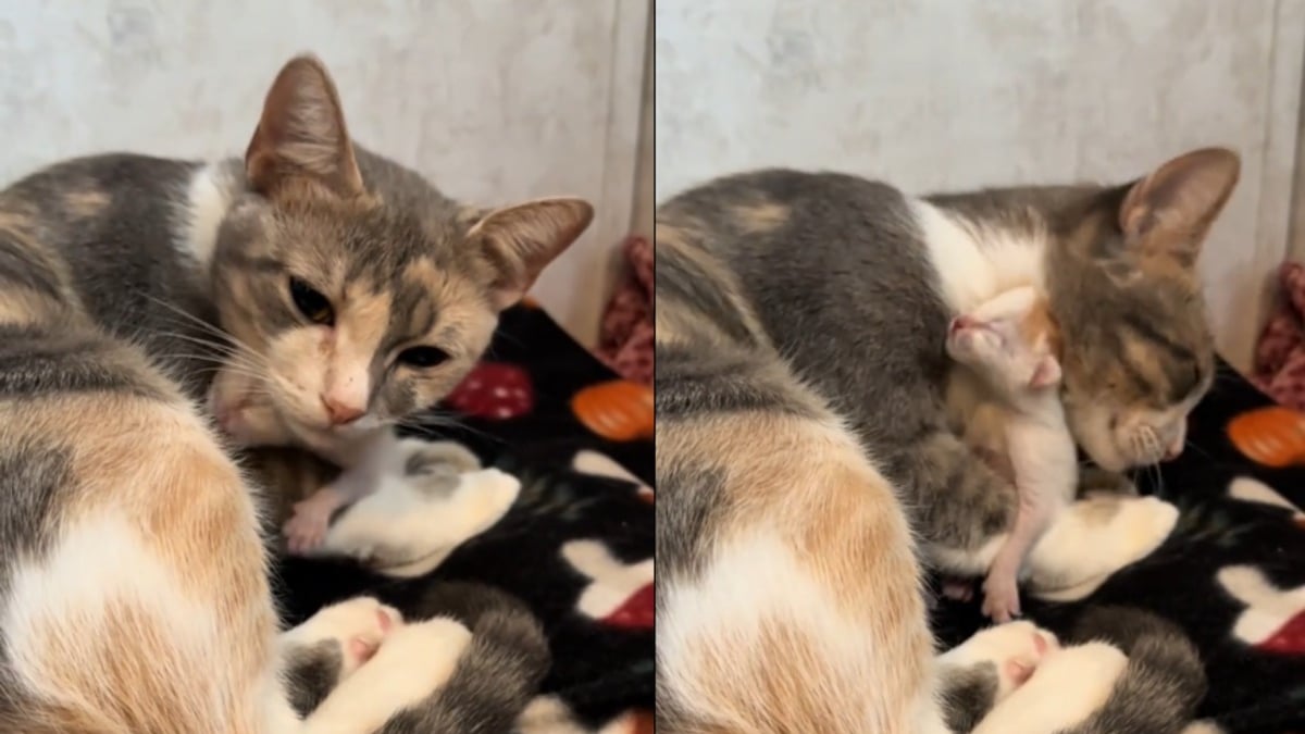Illustration : "Une chatte calico devient maman pour la première fois et consacre tout son amour à son unique chaton (vidéo)"