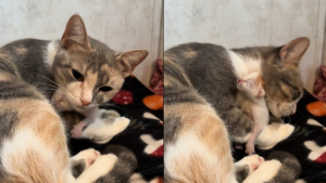 Illustration : Une chatte calico devient maman pour la première fois et consacre tout son amour à son unique chaton (vidéo)