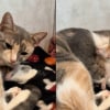 Illustration : Une chatte calico devient maman pour la première fois et consacre tout son amour à son unique chaton (vidéo)