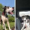Illustration : Rescapé d’un élevage insalubre et déplacé par un ouragan, ce Dogue Allemand a enfin trouvé la chaleur d’un foyer aimant