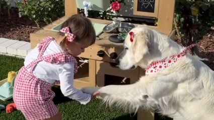 Illustration : Quelle que soit la situation, cette femelle Golden Retriever refuse de quitter sa petite sœur humaine (vidéo)