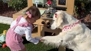 Illustration : Quelle que soit la situation, cette femelle Golden Retriever refuse de quitter sa petite sœur humaine (vidéo)