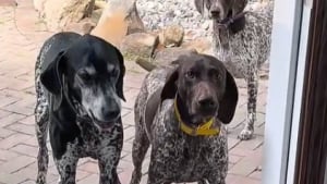 Illustration : 4 chiens face à une porte inconnue multiplient les allers-retours et osent enfin franchir le seuil avec prudence et puissance comique (vidéo)