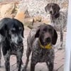 Illustration : 4 chiens face à une porte inconnue multiplient les allers-retours et osent enfin franchir le seuil avec prudence et puissance comique (vidéo)