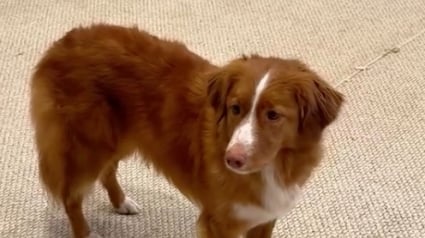 Illustration : L’émotion palpable de ce chien qui se rend pour la dernière fois dans son ancienne maison vide avant le déménagement (vidéo)