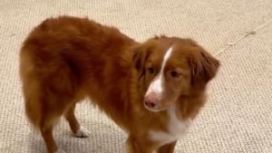 Illustration : L’émotion palpable de ce chien qui se rend pour la dernière fois dans son ancienne maison vide avant le déménagement (vidéo)