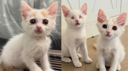 Illustration : Aveugle depuis la naissance, un chaton avance guidé par son frère et prouve que la tendresse dépasse tout handicap