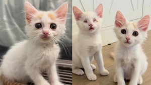 Illustration : Aveugle depuis la naissance, un chaton avance guidé par son frère et prouve que la tendresse dépasse tout handicap