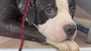 Illustration : "Prisonniers d'un taudis, 12 chiens découvrent enfin la liberté et l'espoir après l'intervention d'une association"