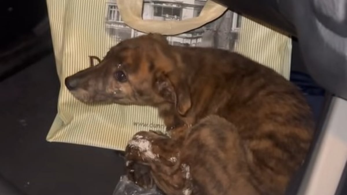 Illustration : "« Je ne te ferai aucun mal, promis » : elle trouve un chiot terrorisé sur la route et ne peut retenir ses larmes en comprenant ce qu’il a enduré"