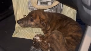 Illustration : "« Je ne te ferai aucun mal, promis » : elle trouve un chiot terrorisé sur la route et ne peut retenir ses larmes en comprenant ce qu’il a enduré"