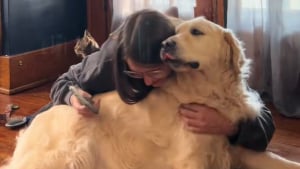 Illustration : Ce Golden Retriever âgé et adopté récemment utilise différents moyens pour montrer son affection à son maître (vidéo) 