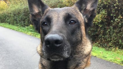 Illustration : Cette chienne policière « exceptionnelle », remporte un prix pour sa carrière hors norme 