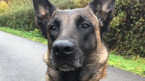 Illustration : Cette chienne policière « exceptionnelle », remporte un prix pour sa carrière hors norme 