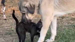 Illustration : Ce chien et ce chat veillent toute la nuit sur la ferme et se retrouvent au petit matin comme 2 véritables héros (vidéo)
