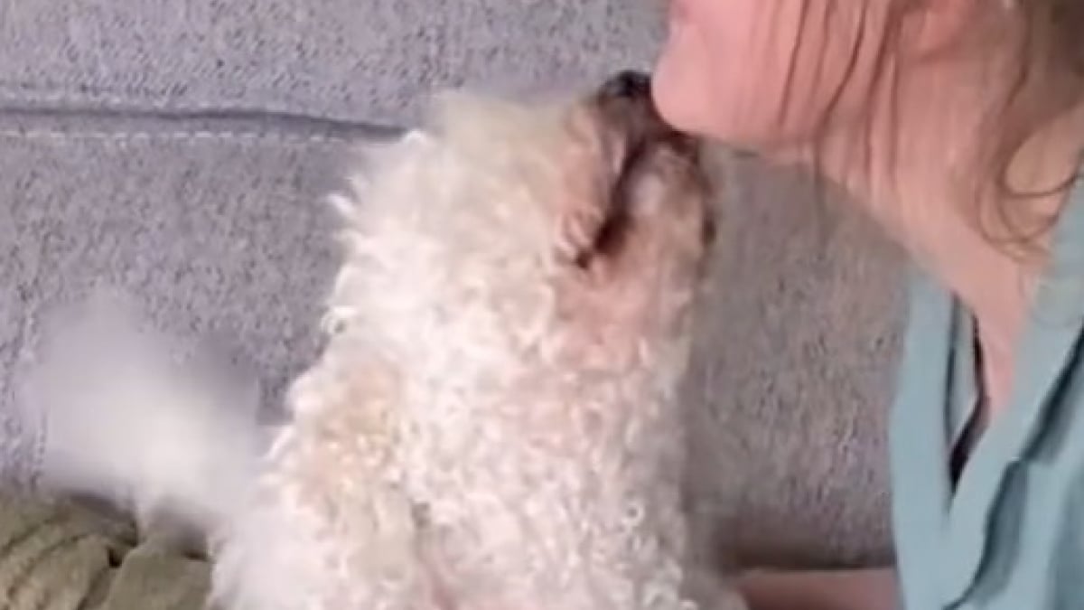 Illustration : "La réaction poignante d’un chien aveugle qui entend la voix de sa maîtresse après 1 mois de séparation (vidéo) "
