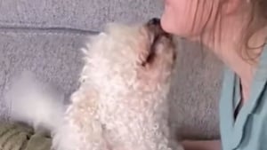 Illustration : La réaction poignante d’un chien aveugle qui entend la voix de sa maîtresse après 1 mois de séparation (vidéo) 