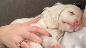 Illustration : N'ayant aucune valeur aux yeux de l'éleveur car sourde et aveugle, cette jeune chienne trouve enfin sa place dans un foyer aimant (vidéo)