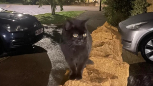 Illustration : Alors qu'il cherche désespérément son chat, un autre le suit jusque devant sa porte et refuse de s'en aller