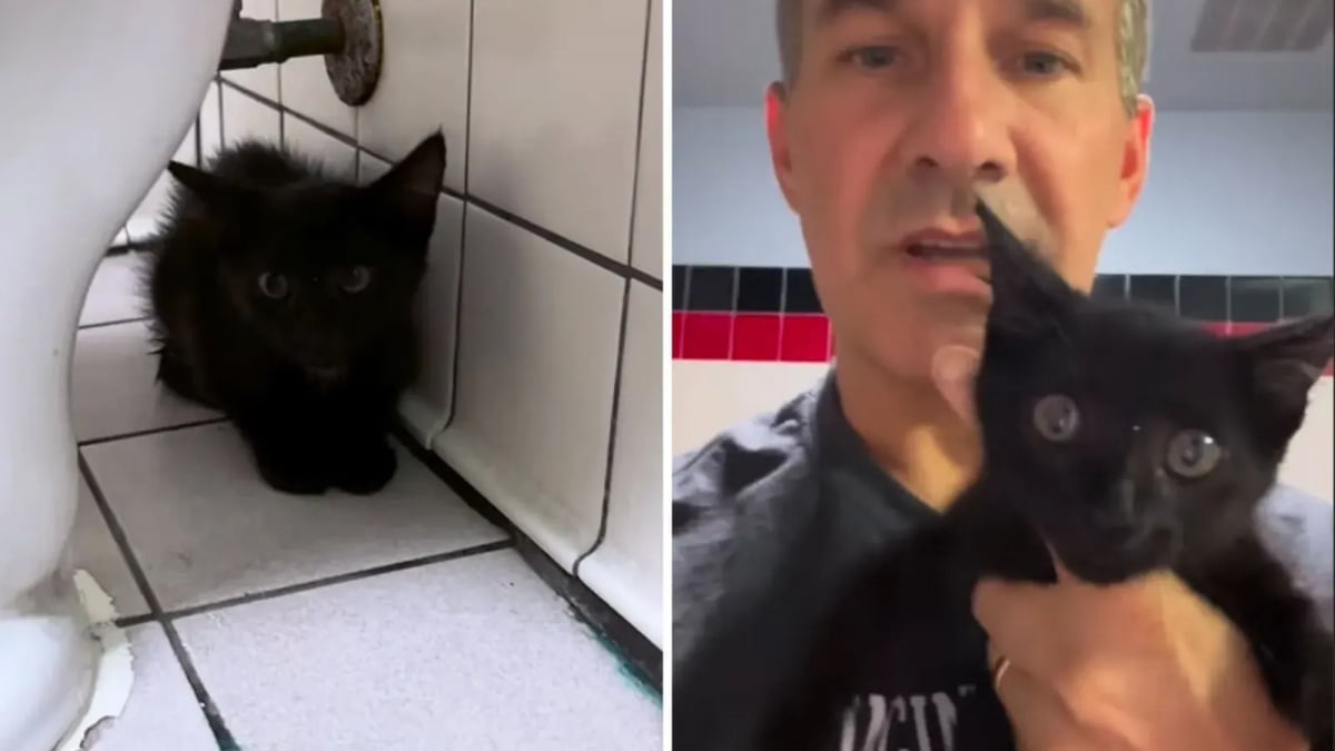 Illustration : "En faisant une halte dans un restaurant, ce vétérinaire ne s’attendait pas à trouver un chaton caché derrière les toilettes (vidéo)"
