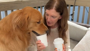 Illustration : Unis par un lien profond, ce Golden Retriever et sa “grand-mère” humaine partagent un tendre moment de complicité (vidéo)