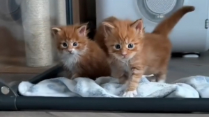 Illustration : En 5 mois seulement, ce Maine Coon passe du mini chaton au majestueux adulte (vidéo)