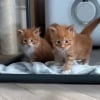 Illustration : En 5 mois seulement, ce Maine Coon passe du mini chaton au majestueux adulte (vidéo)