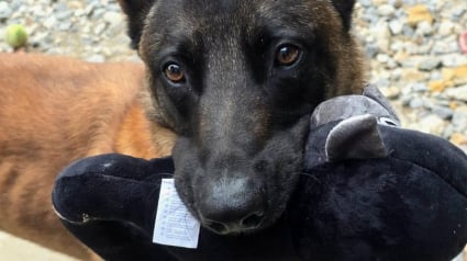 Illustration : "Ça fait du bien de voir qu’il y a encore des gens qui ont un cœur", un Malinois, sauvé de l’euthanasie après la séparation de ses maîtres, retrouve une nouvelle chance grâce à l'obstination d'une femme