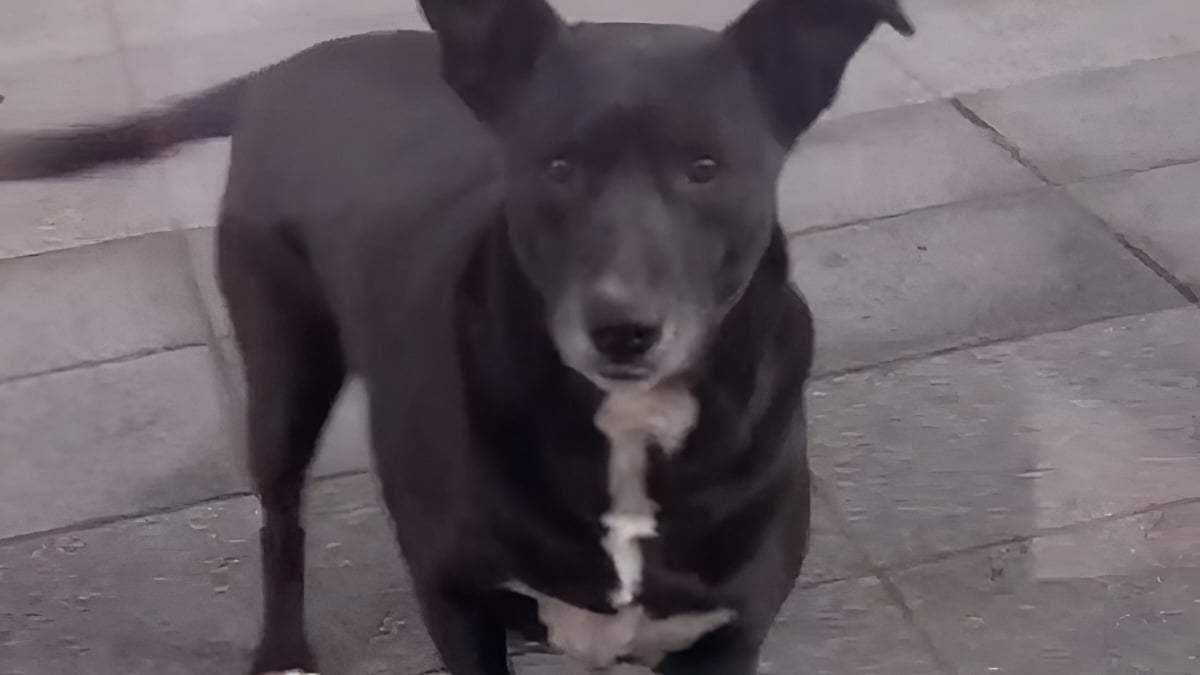 Illustration : "Chaque matin, cette petite chienne qui a pourtant une famille, se rend à l’animalerie de son quartier pour réclamer des friandises (vidéo)"