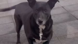 Illustration : Chaque matin, cette petite chienne qui a pourtant une famille, se rend à l’animalerie de son quartier pour réclamer des friandises (vidéo)