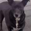 Illustration : Chaque matin, cette petite chienne qui a pourtant une famille, se rend à l’animalerie de son quartier pour réclamer des friandises (vidéo)